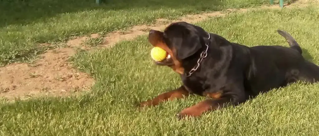 Rottweiler holding ball