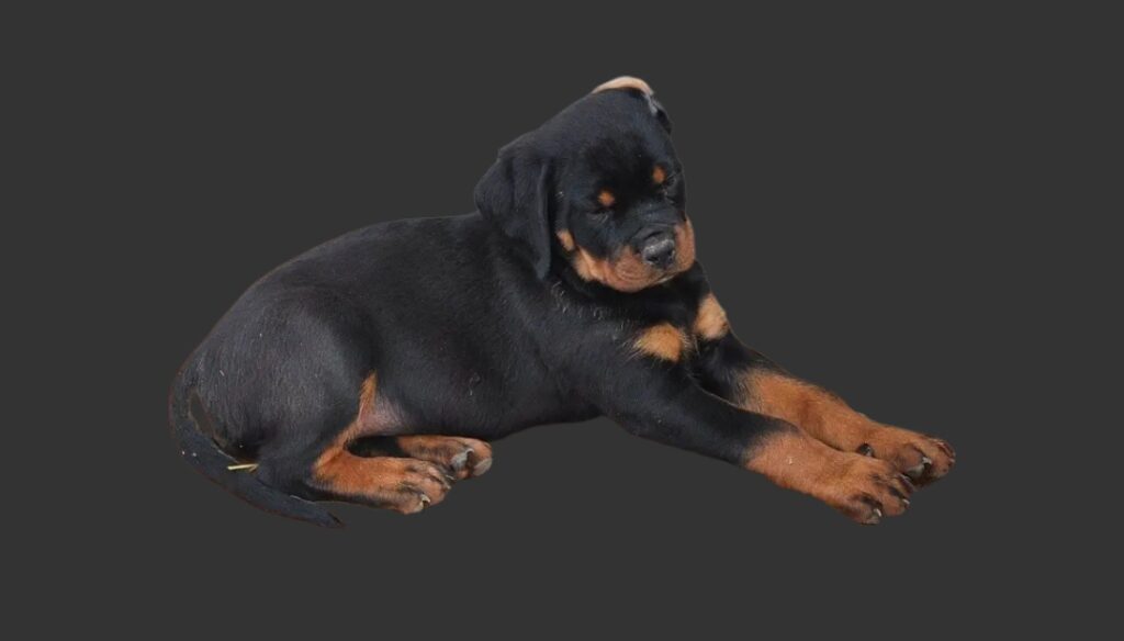 Rottweiler puppy