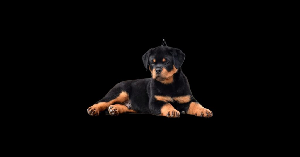 Rottweiler puppy lying down