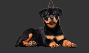 How to Identify and Manage Food Sensitivities in Rottweilers