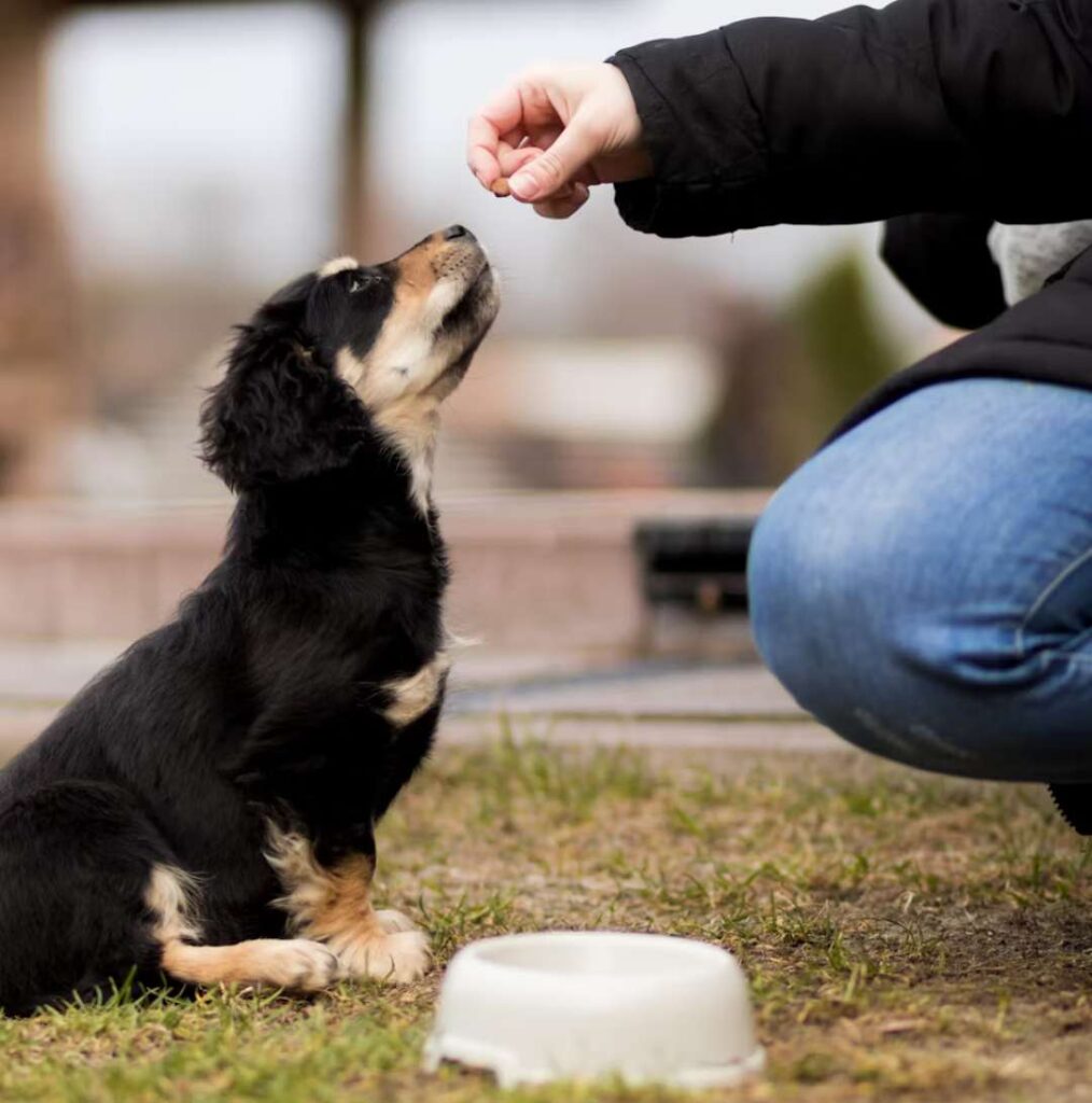 Hand feeding a dog