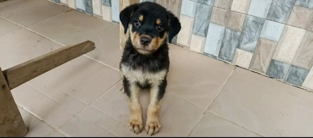 Rottweiler puppy waiting for command