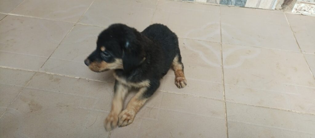 Rottweiler puppy during potty training