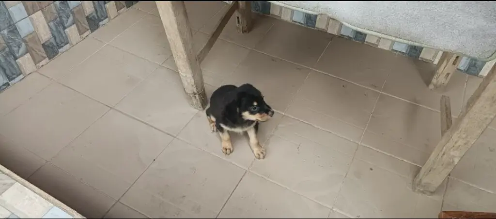 Rottweiler puppy pooping