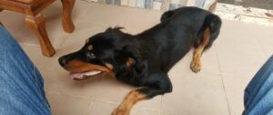 Rottweiler Common Health Problems