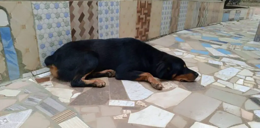 Rottweiler sleeping