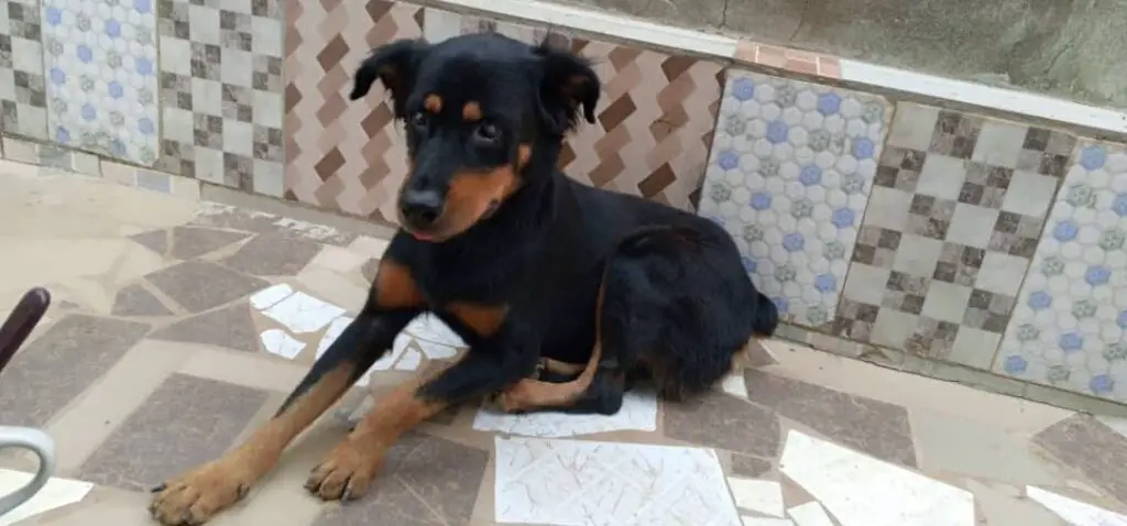 Rottweiler sitting down