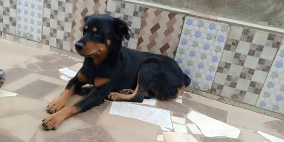 Rottweiler resting