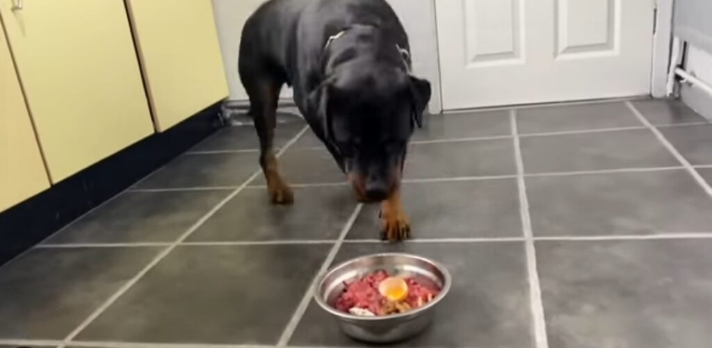 Rottweiler eating