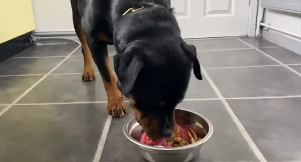 Rottweiler eating