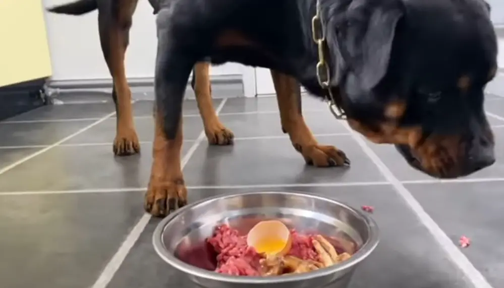 Rottweiler eating