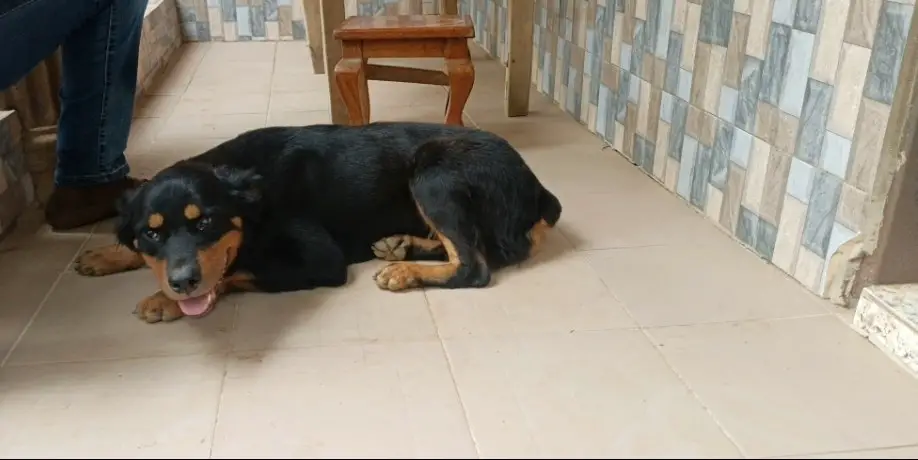 Rottweiler on the floor