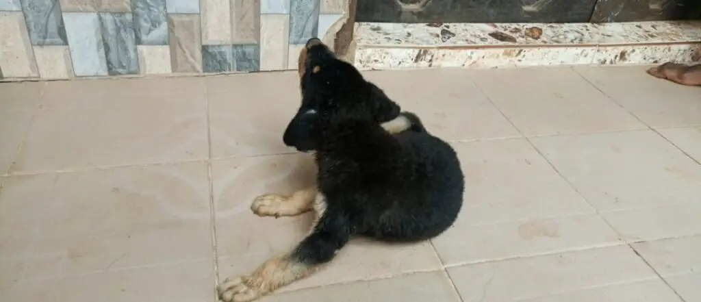 Rottweiler puppy itching