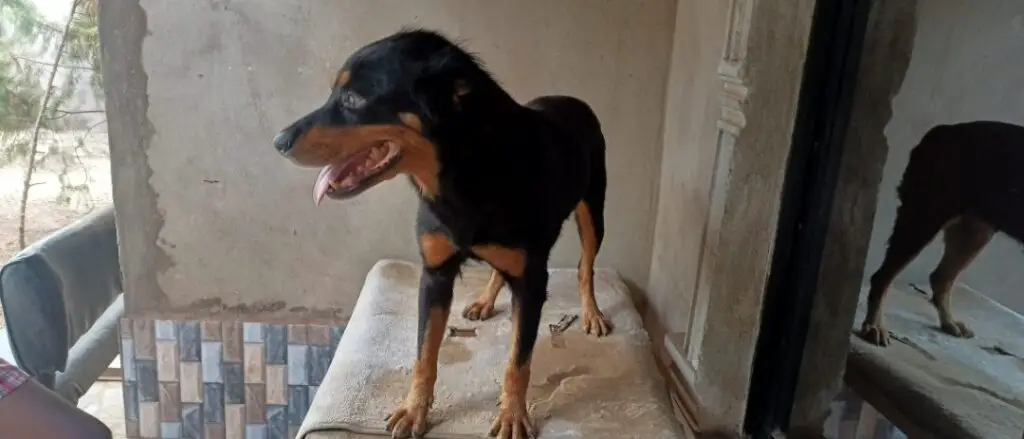 Rottweiler standing