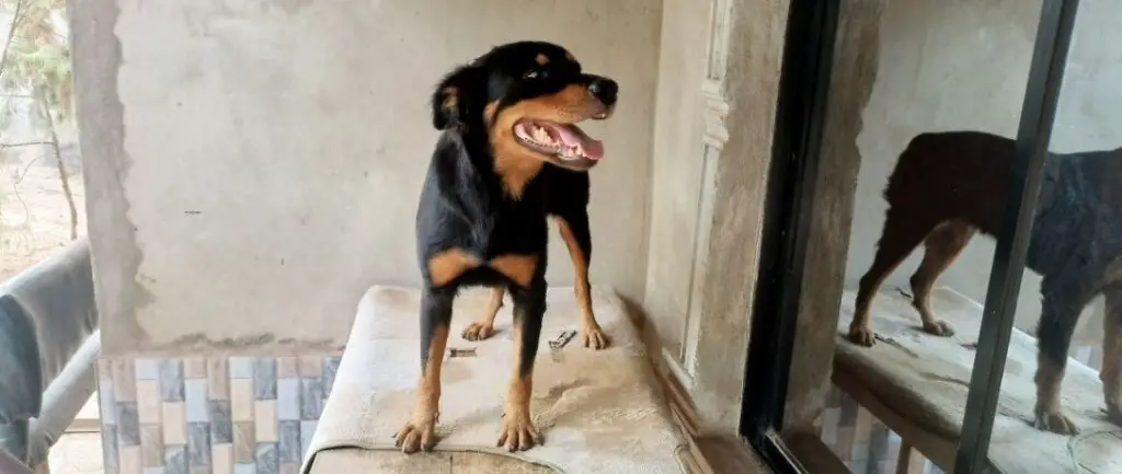 Rottweiler standing