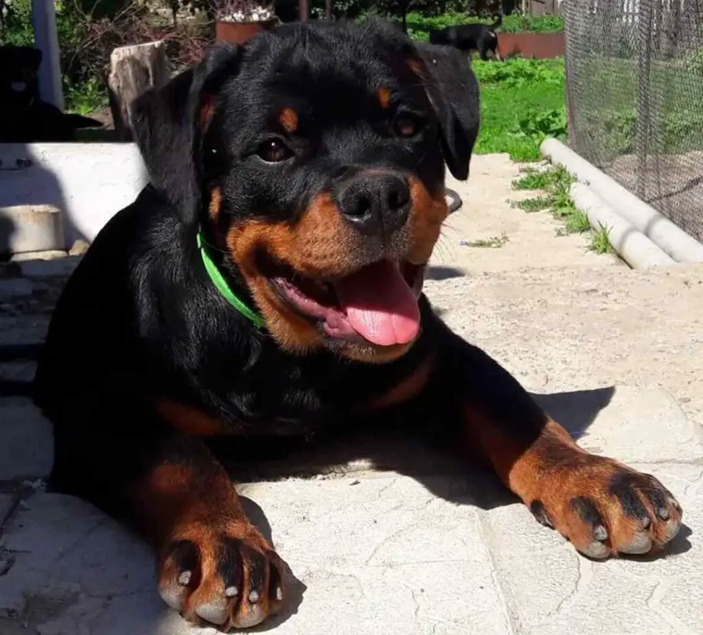 Rottweiler puppy resting