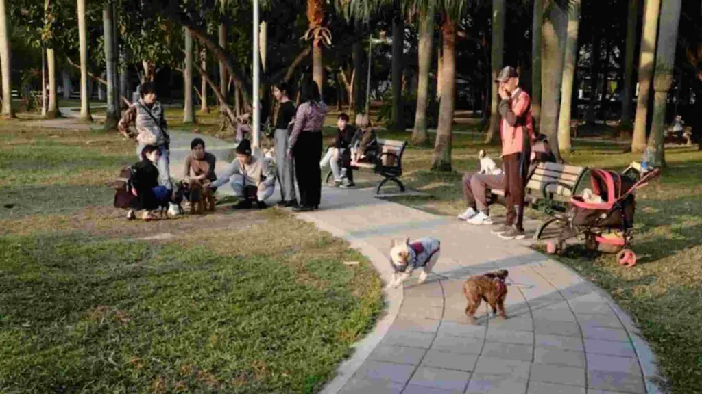 Dogs at dog park