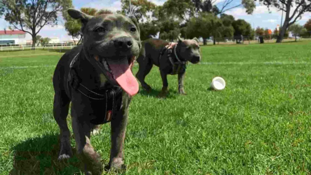 Two dogs playing