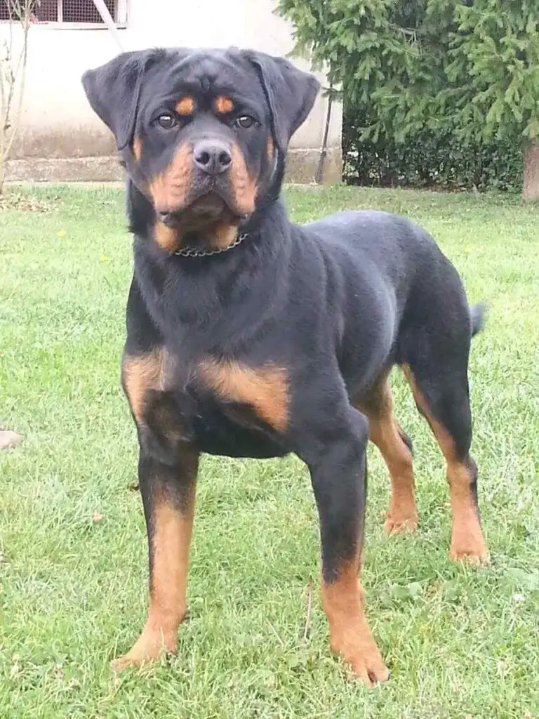 Rottweiler