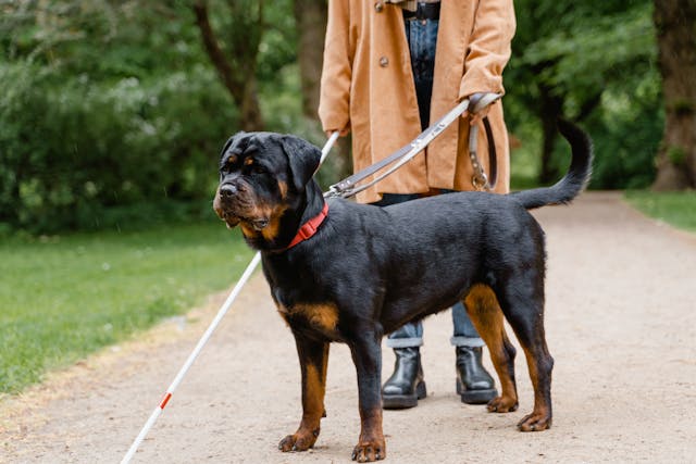 Taking a Rottweiler to a park