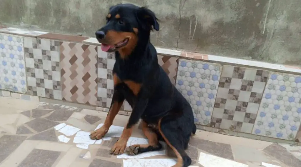 Rottweiler sitting down