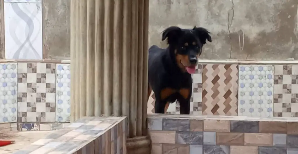 Rottweiler standing beside a pole