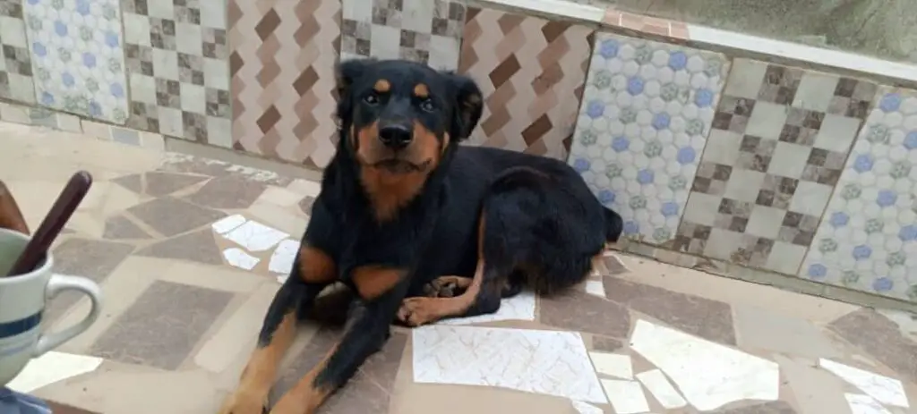 Rottweiler lying down on tiles