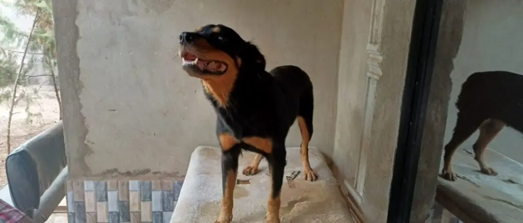 Rottweiler standing on a table