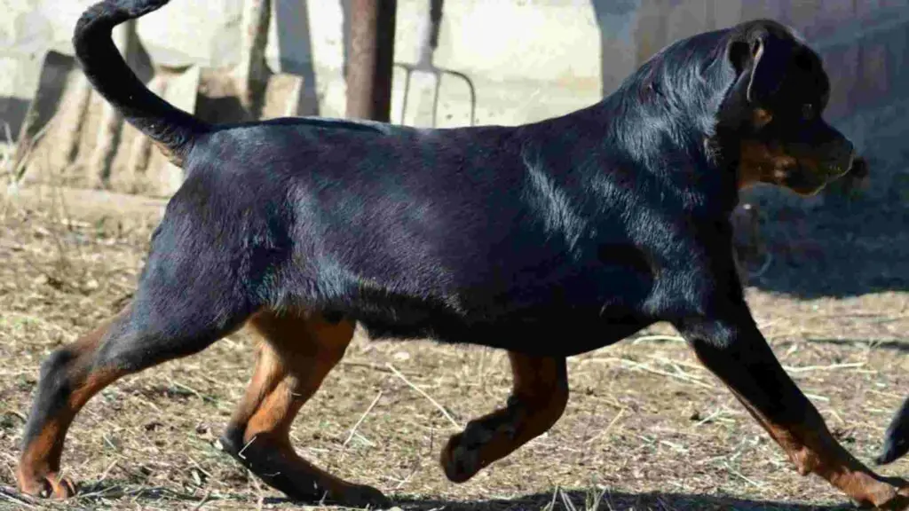 Rottweiler walking