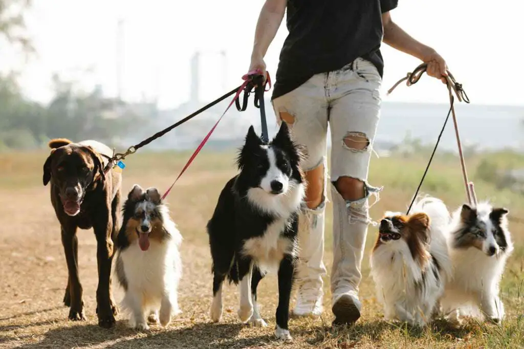 Park of dogs walking together