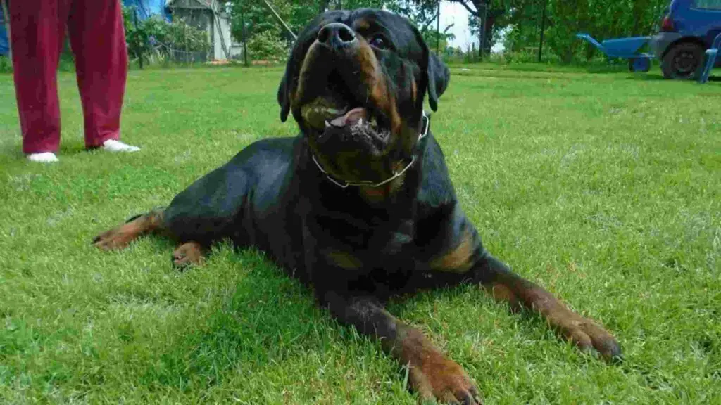 Rottweiler lying on green grass