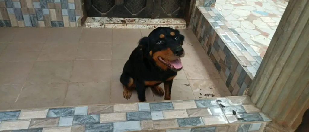 Rottweiler sitting down