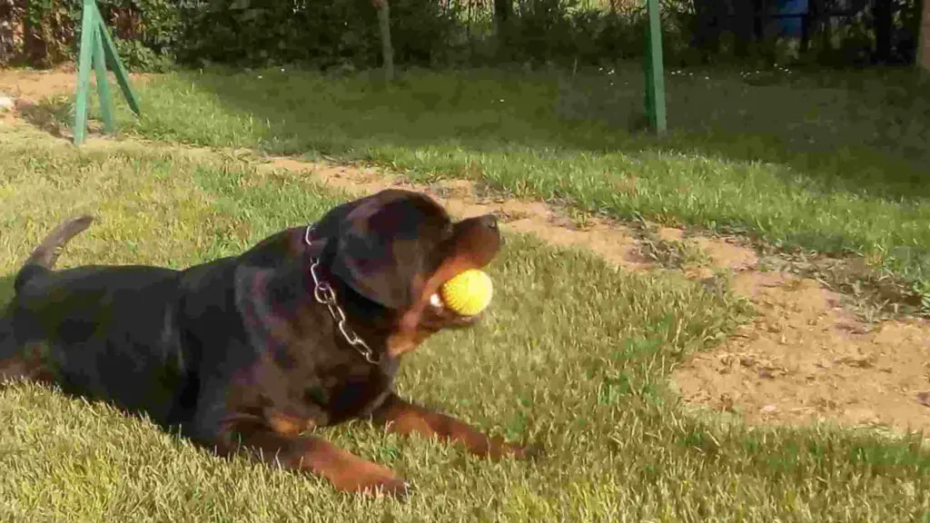 Rottweiler playing with yellow ball