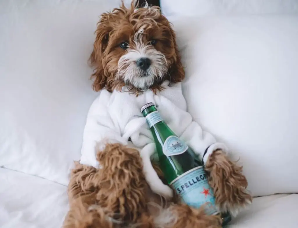 Dog with beer in bed