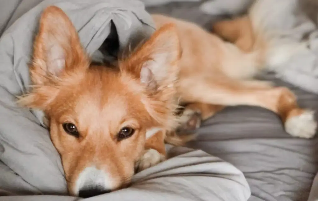 Dog in bed