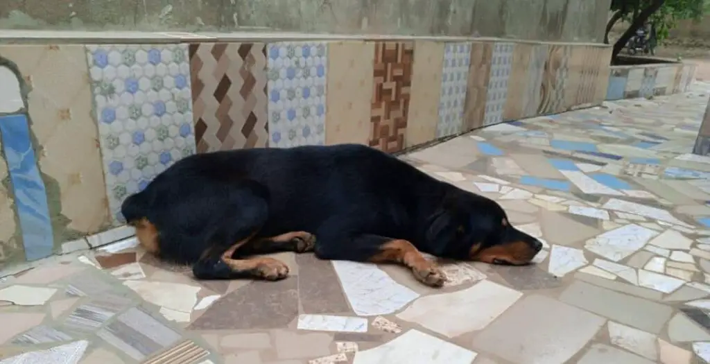 Rottweiler lying down