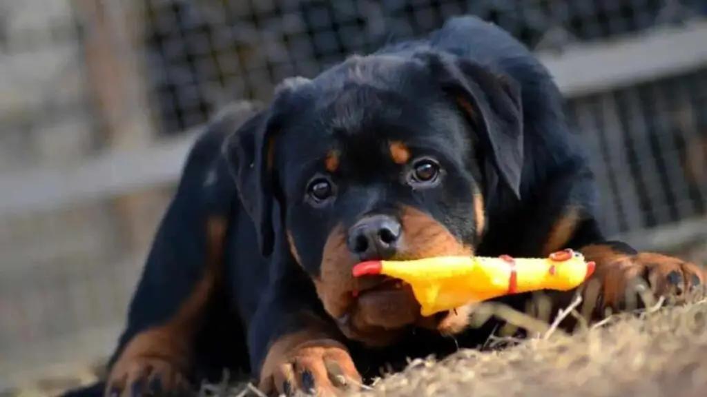 Rottweiler lying down with toy