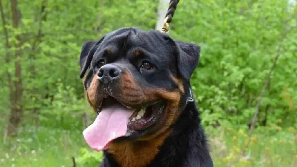 Rottweiler happy face