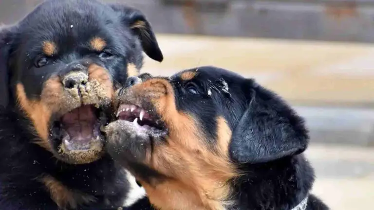 Rottweiler Puppy Nipping