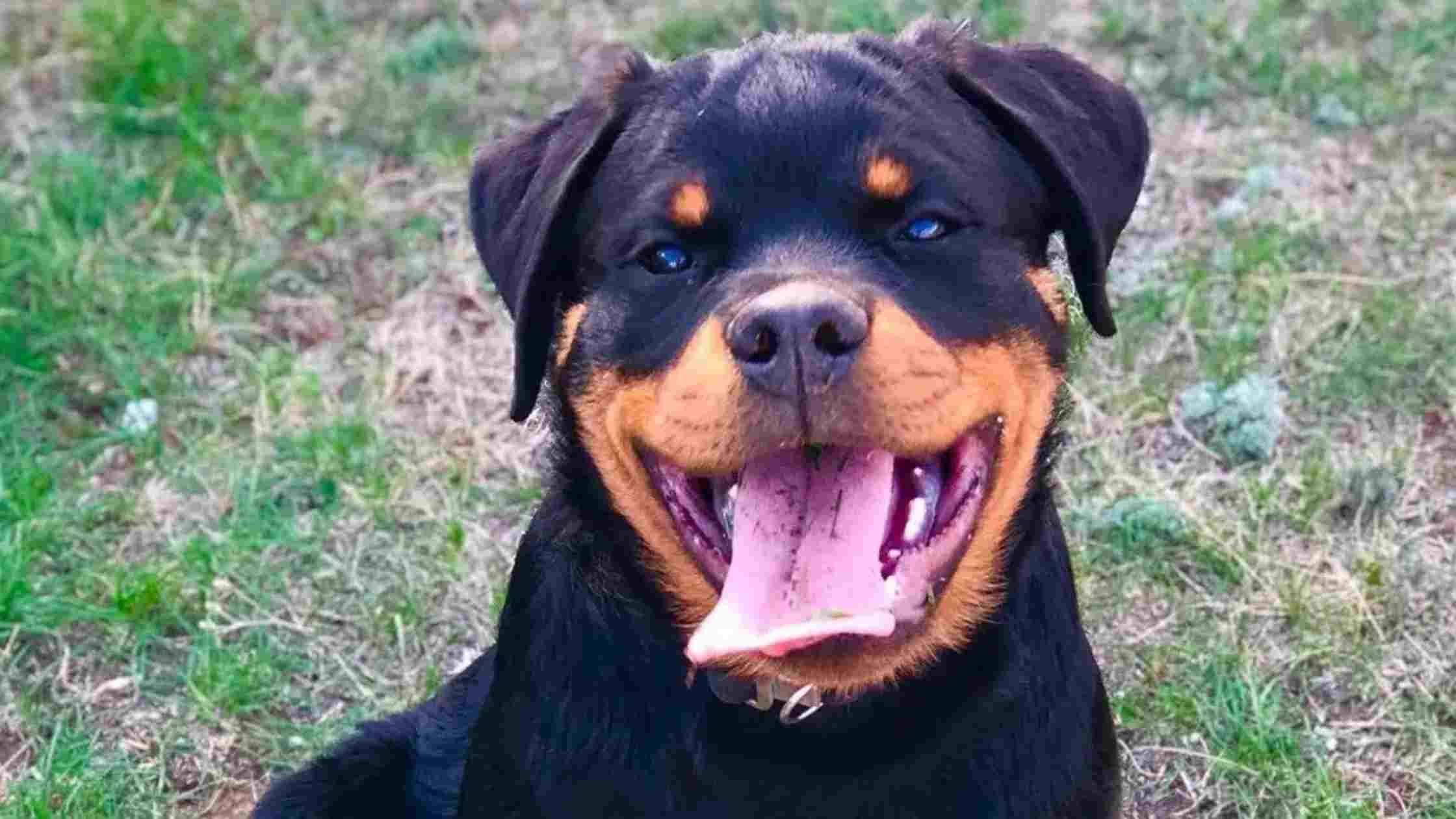 Signs of a Happy Rottweiler