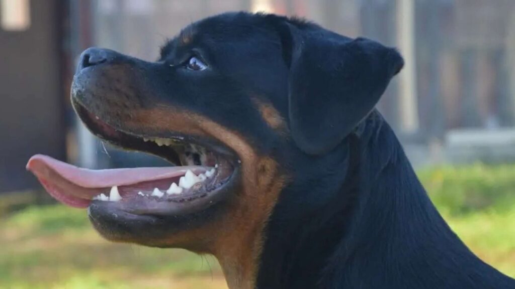 A happy Rottweiler