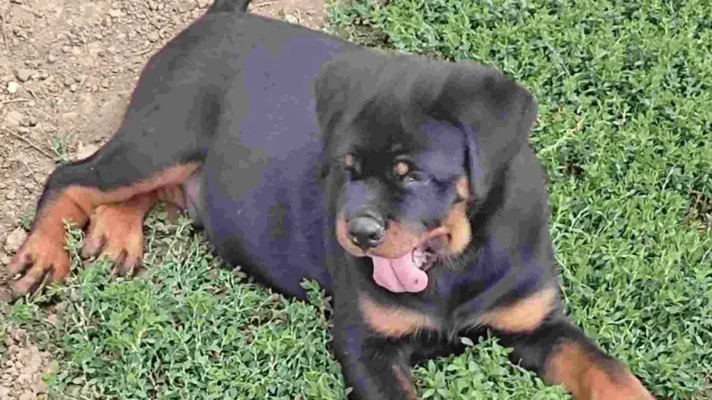 An overweight Rottweiler