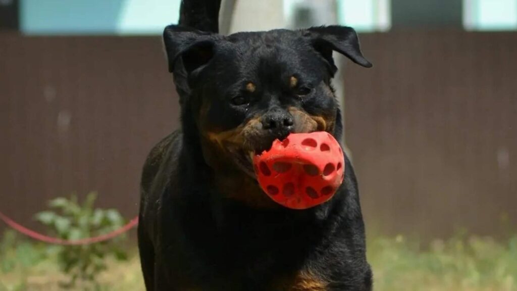 Rottweiler playing with ball