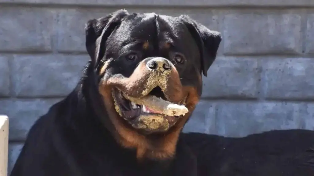 Rottweiler dirty mouth