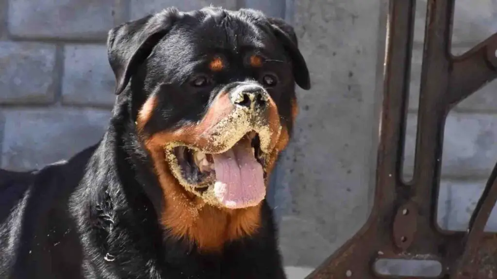 Rottweiler with sand on it's mouth