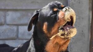 Why Does My Rottweiler Stink