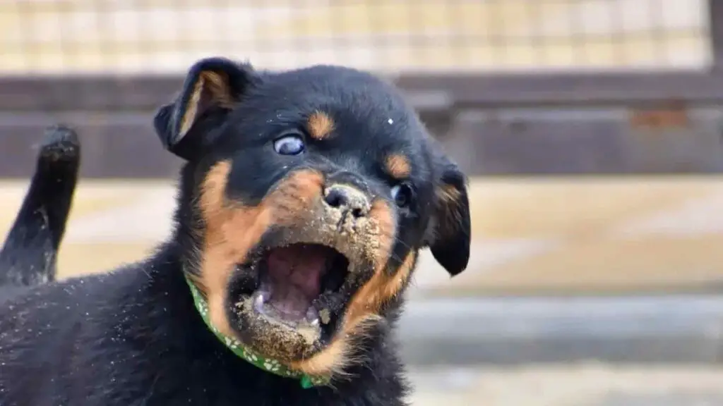 Rottweiler Puppy trying to Nip