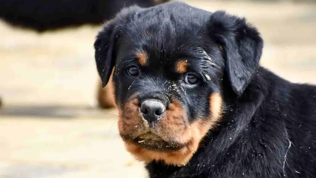 Rottweiler puppy