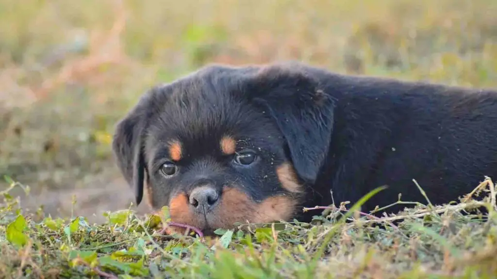 A bored puppy