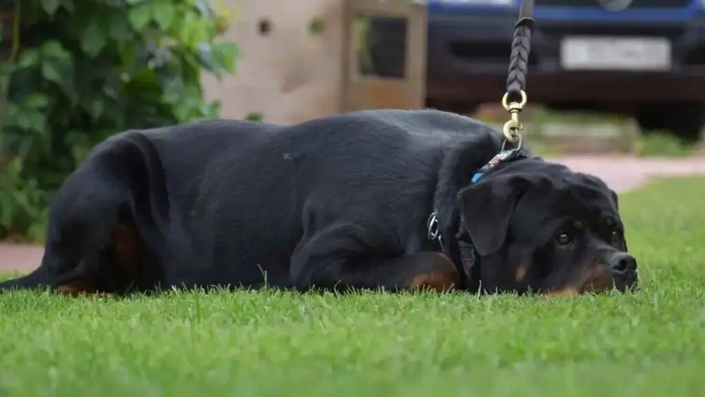 A bored Rottweiler